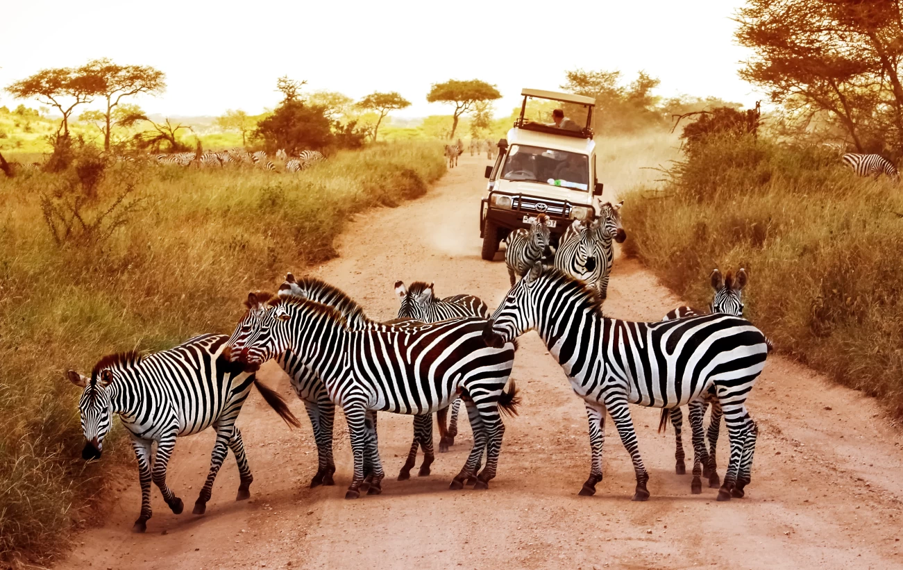 Exotic Tour Destinations including Safari Tours